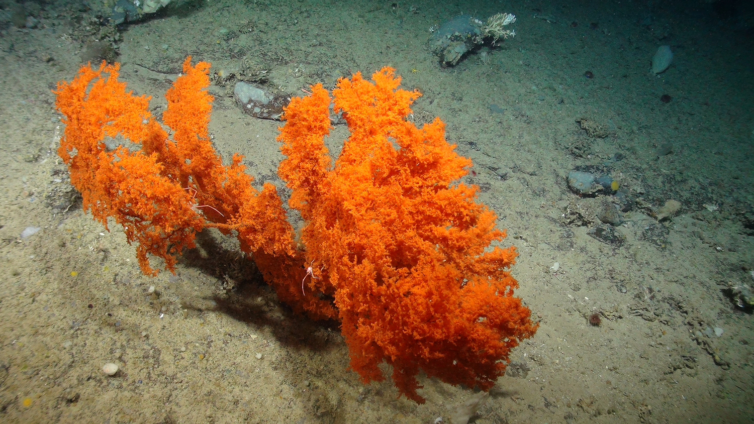 Deep Sea Coral