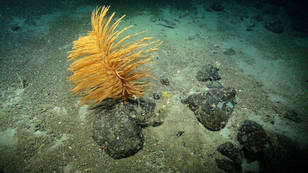 Deep Sea Coral